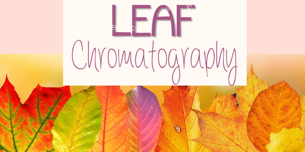 Leaf Chromatography – The LearnEd Teacher