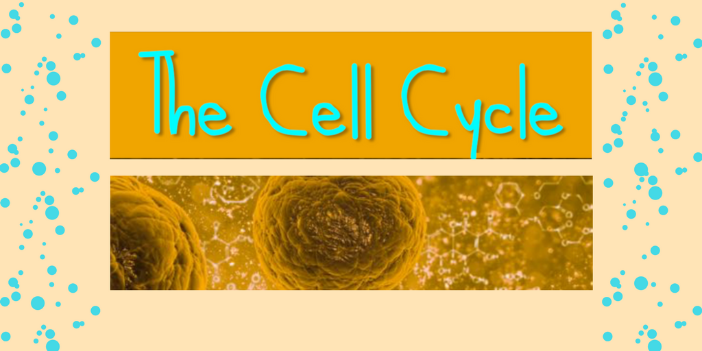 Modeling Cell Cycle Phases – The LearnEd Teacher